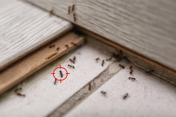 Best Residential Pest Control  in Nixa, MO