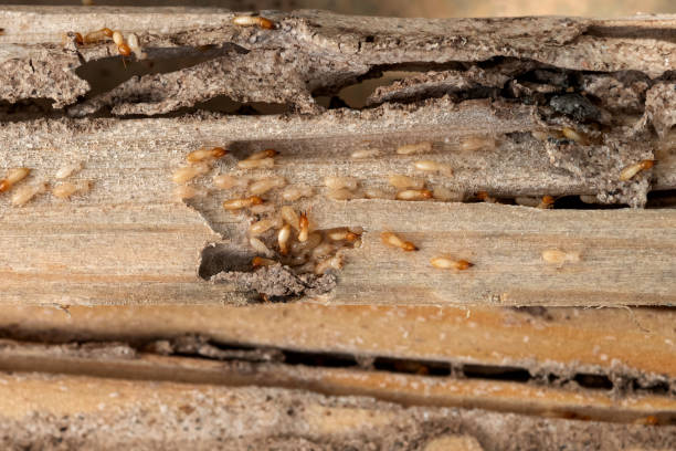 Pest Control Cost in Nixa, MO