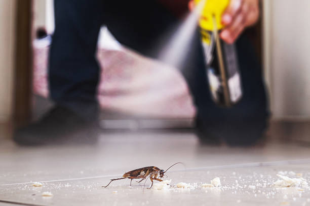 Flea Control Services in Nixa, MO
